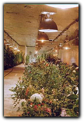 Underground Plants